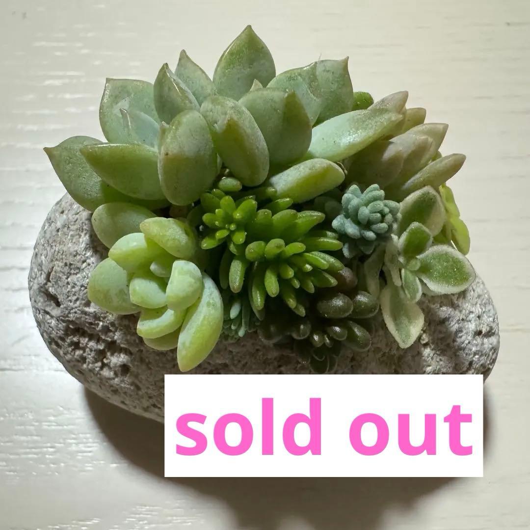 多肉植物 寄せ植え 軽石鉢 エケベリア セダム ネルソル なし ロックガーデン