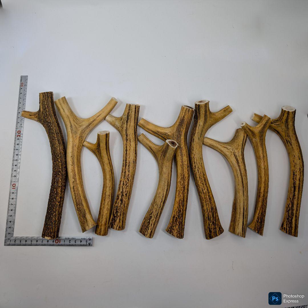 蝦夷鹿角 Y字部 200-270mm