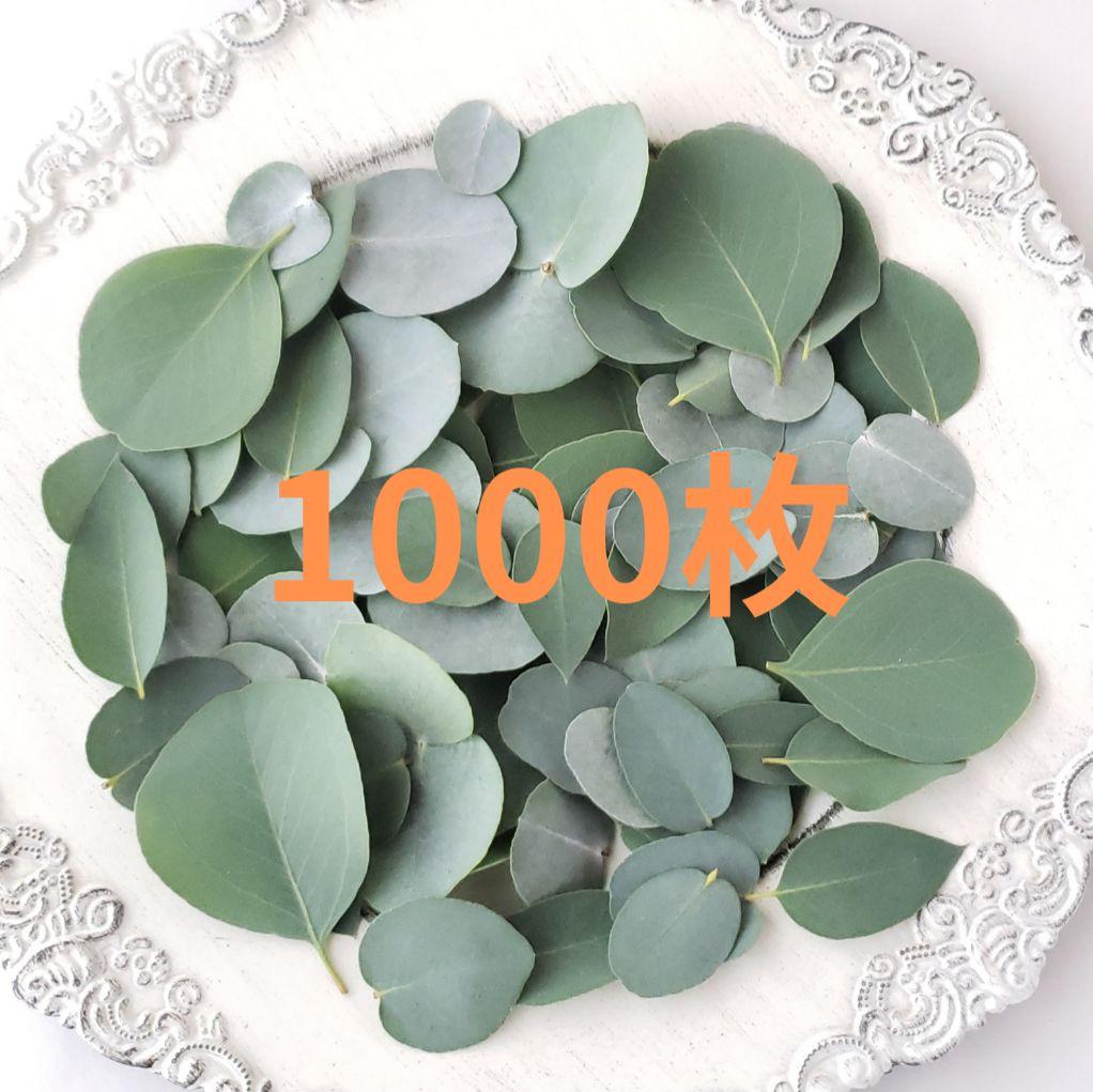 ユーカリ4種類　リーフシャワー