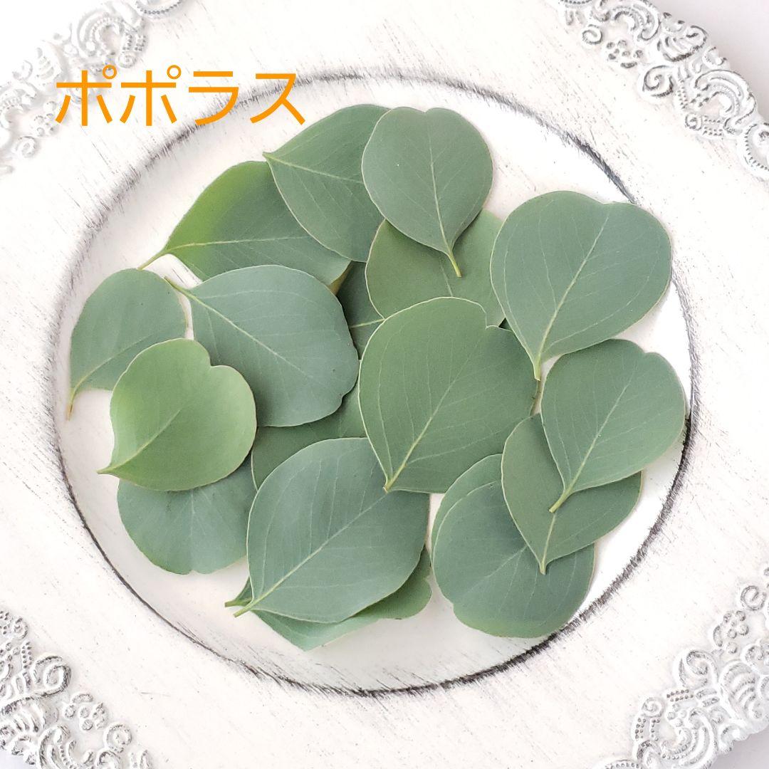 ユーカリ4種類　リーフシャワー