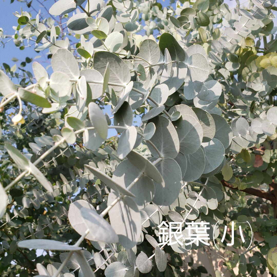 ユーカリ4種類　リーフシャワー