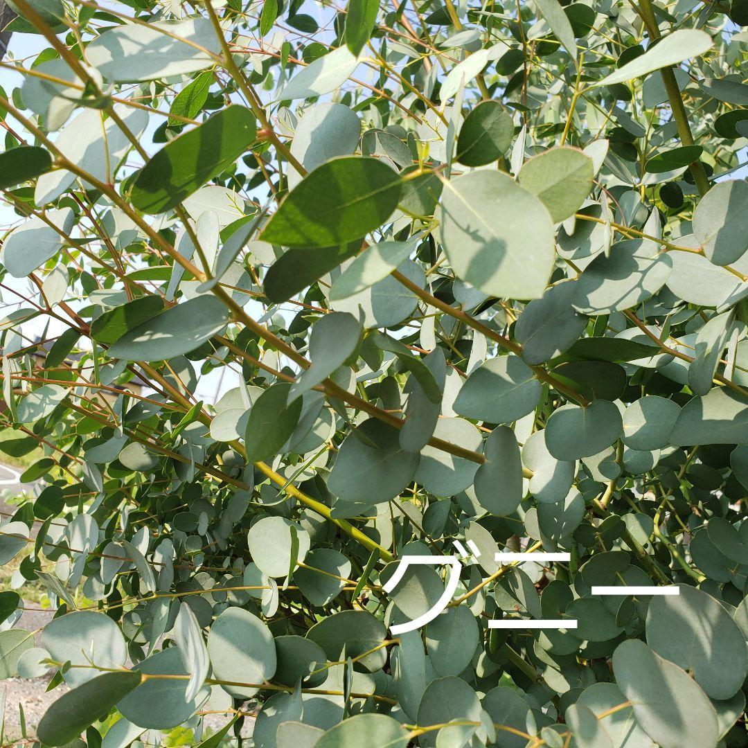 ユーカリ4種類　リーフシャワー