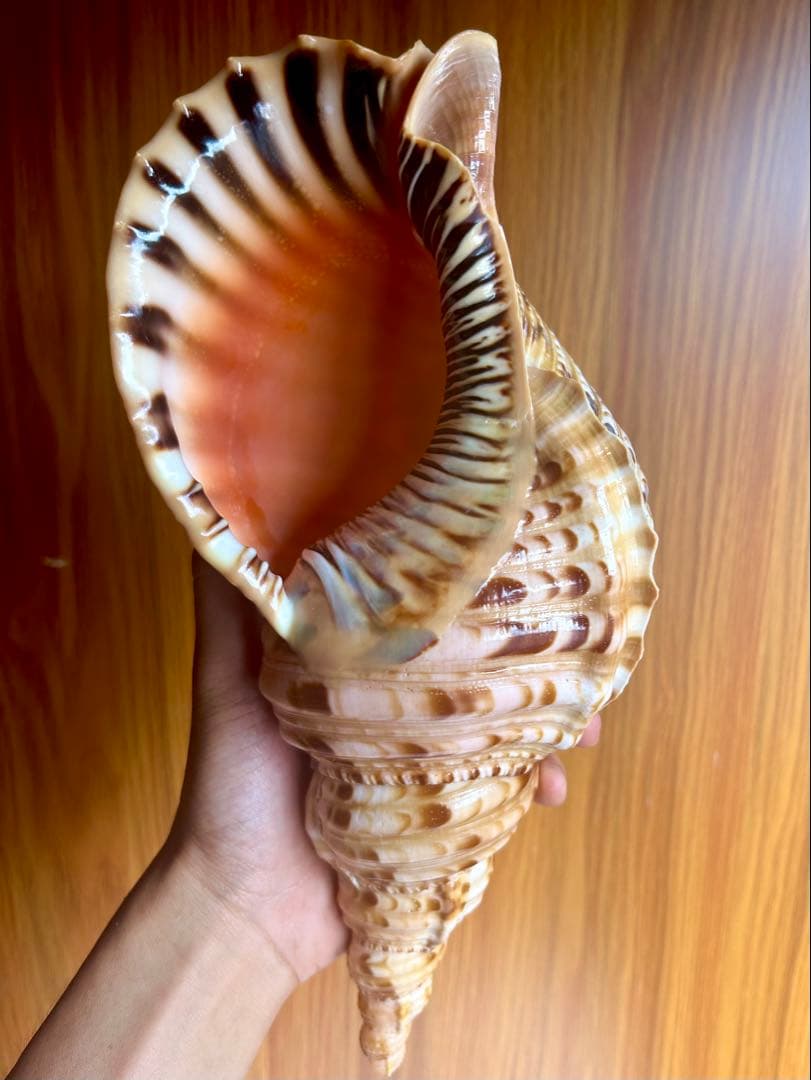 法螺貝　特別な色合い 29.5cm