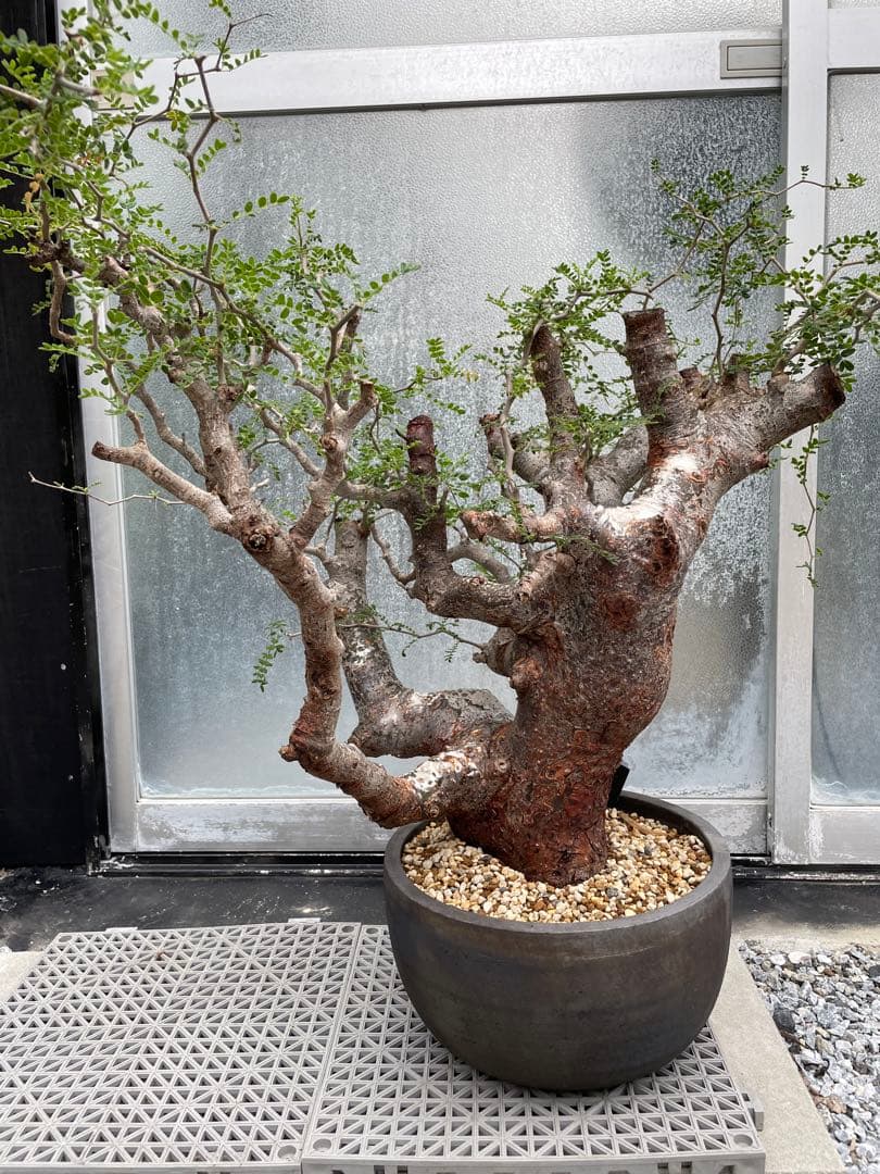 特大 極太 大株 灌木系 塊根植物コミフォラ モンストローサ