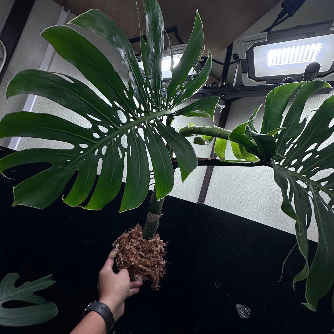 ド*合様 モンステラデリシオーサマクロコズム超希少系統鉢植え81㎝