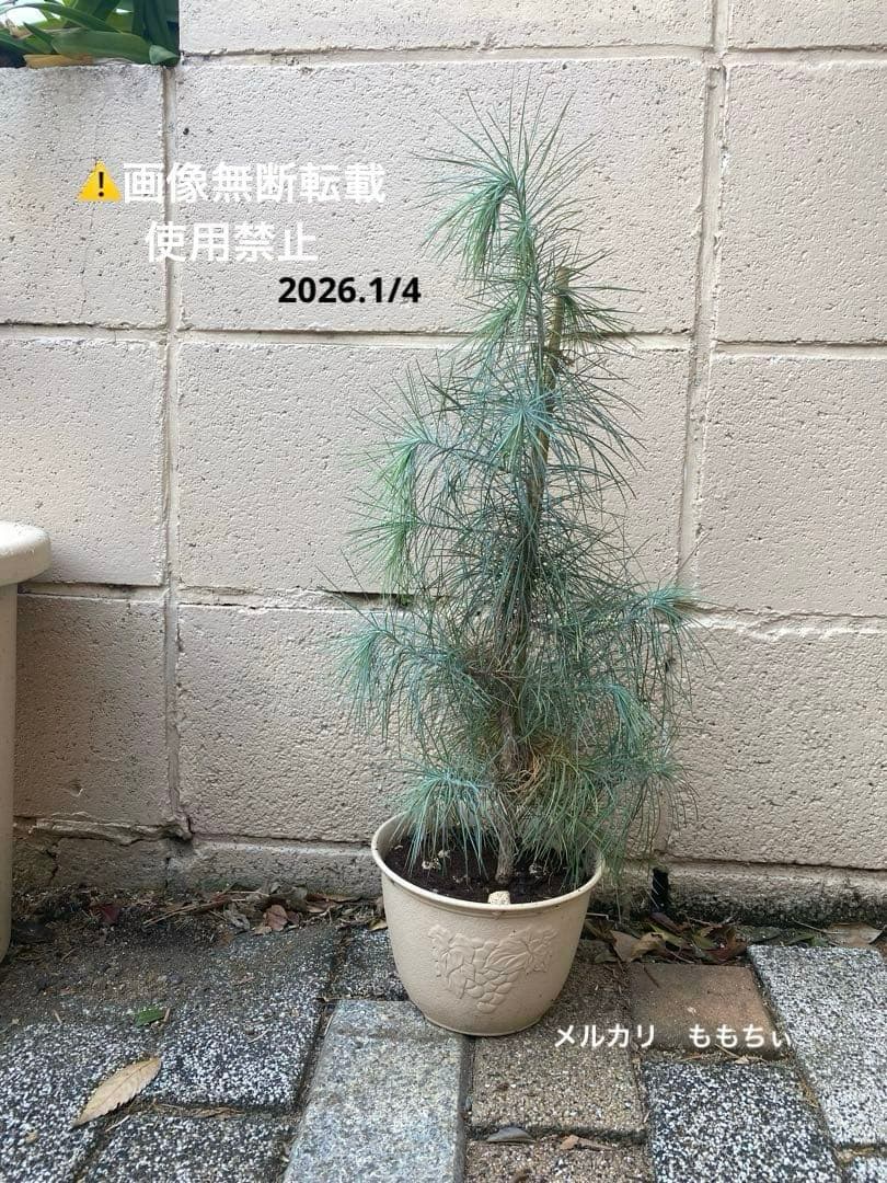 希少　マルチネスピニョン松　 ピニョン松　レア　ドライガーデン