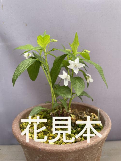 こ*こ様 タデスミレ