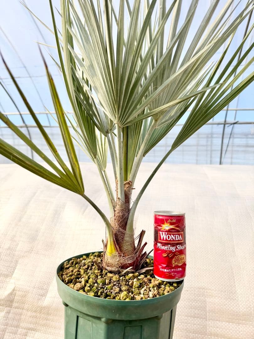 ブラヘアアルマータ　【葉が詰まった極上株】