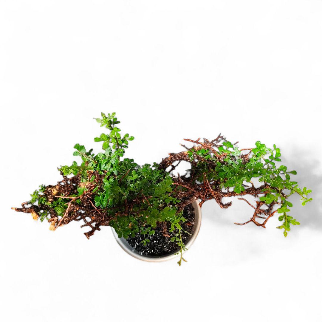 超コレクション株 超デカ コミフォラ　エイル発根保証 ボコ肌 鉢▪️化粧砂付き