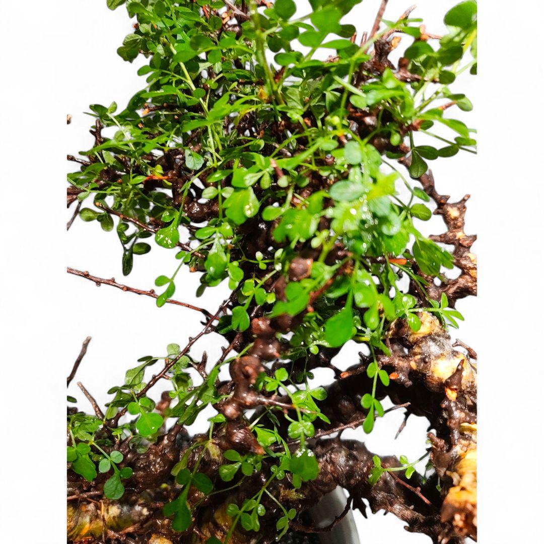 超コレクション株 超デカ コミフォラ　エイル発根保証 ボコ肌 鉢▪️化粧砂付き