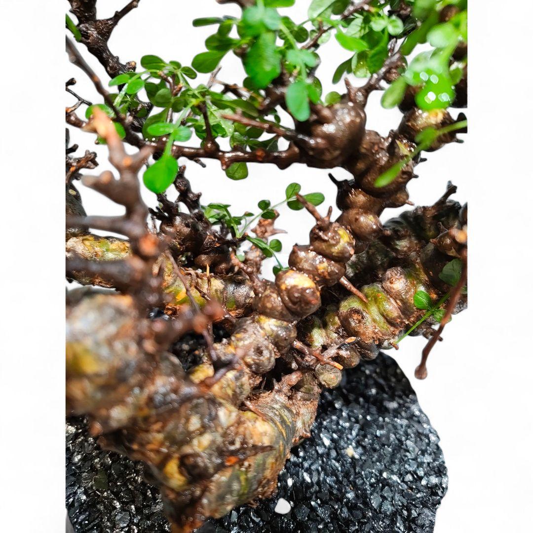 超コレクション株 超デカ コミフォラ　エイル発根保証 ボコ肌 鉢▪️化粧砂付き