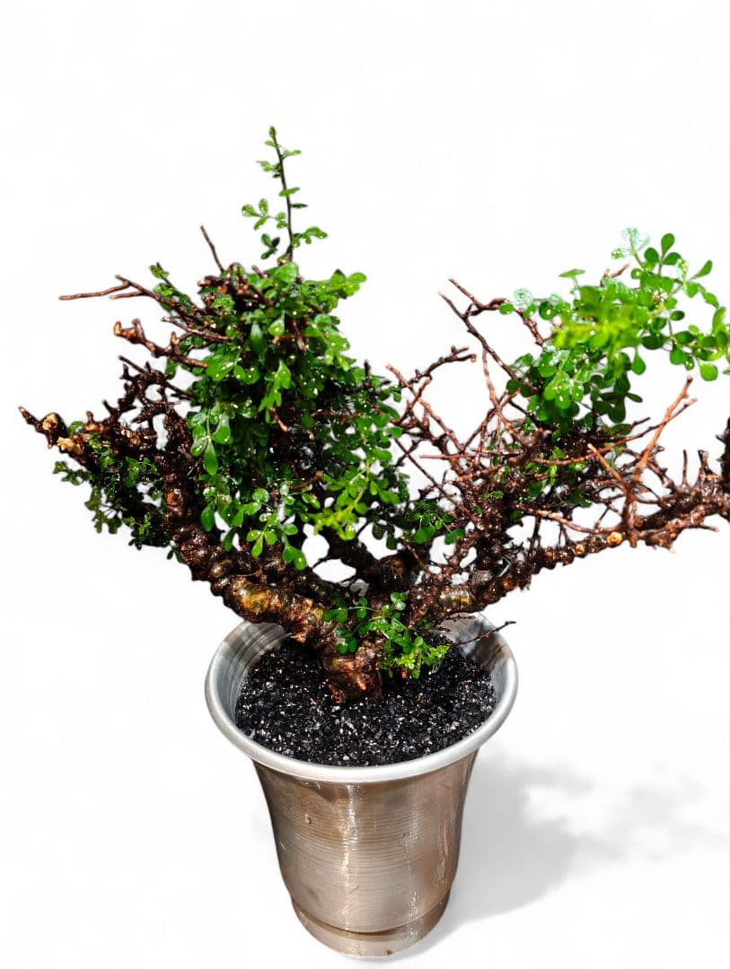 超コレクション株 超デカ コミフォラ　エイル発根保証 ボコ肌 鉢▪️化粧砂付き