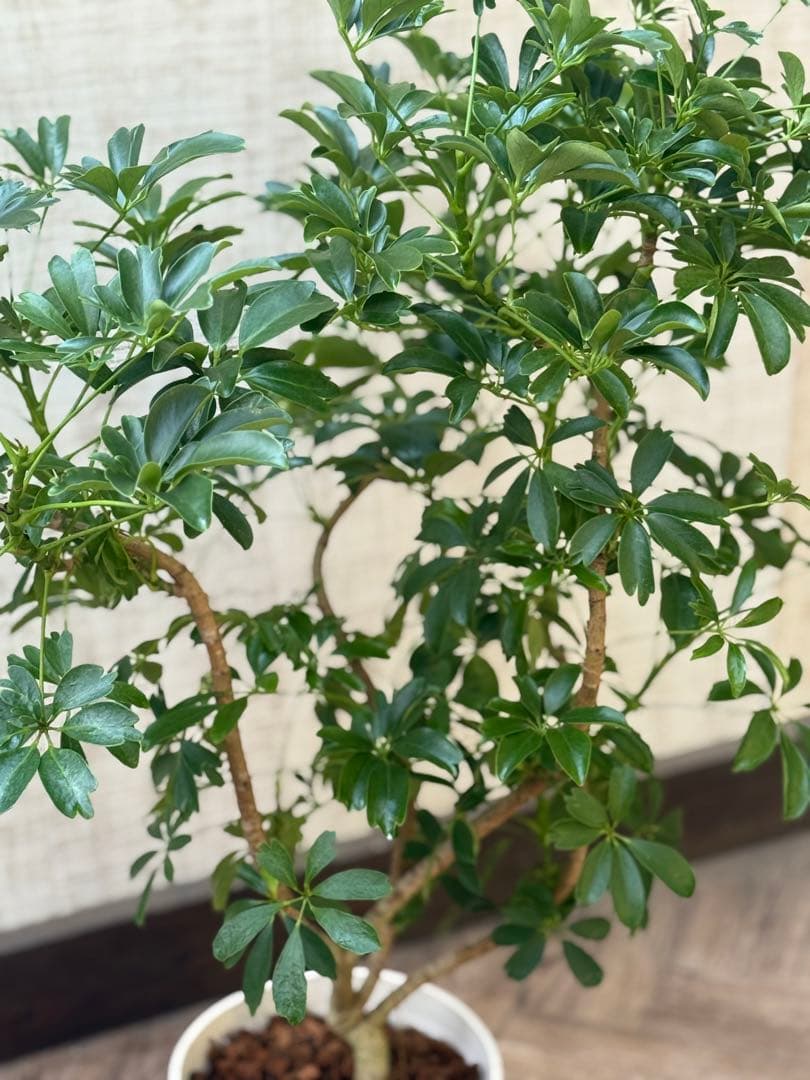 ☆ シェフレラ レナータ♪ 96cm ボリューム感◎