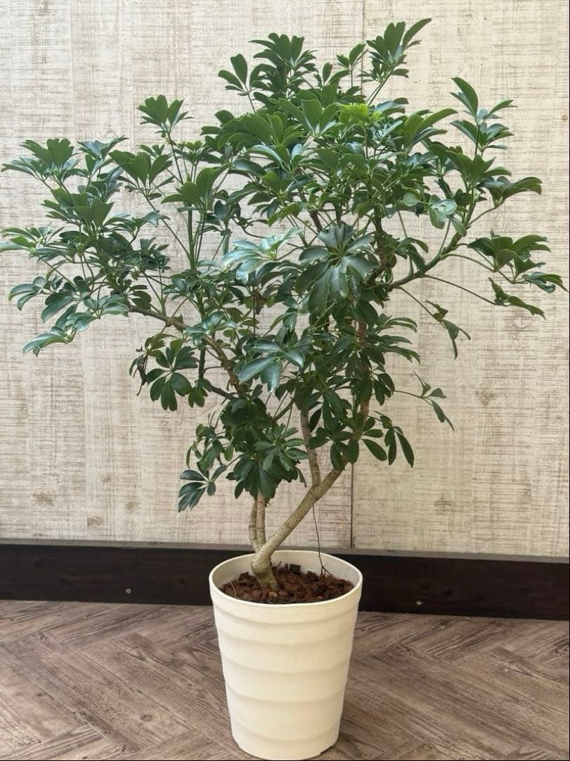 ☆ シェフレラ レナータ♪ 96cm ボリューム感◎