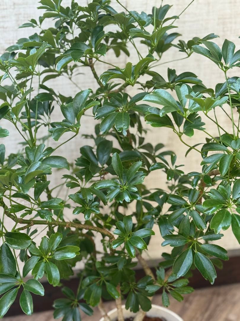 ☆ シェフレラ レナータ♪ 96cm ボリューム感◎