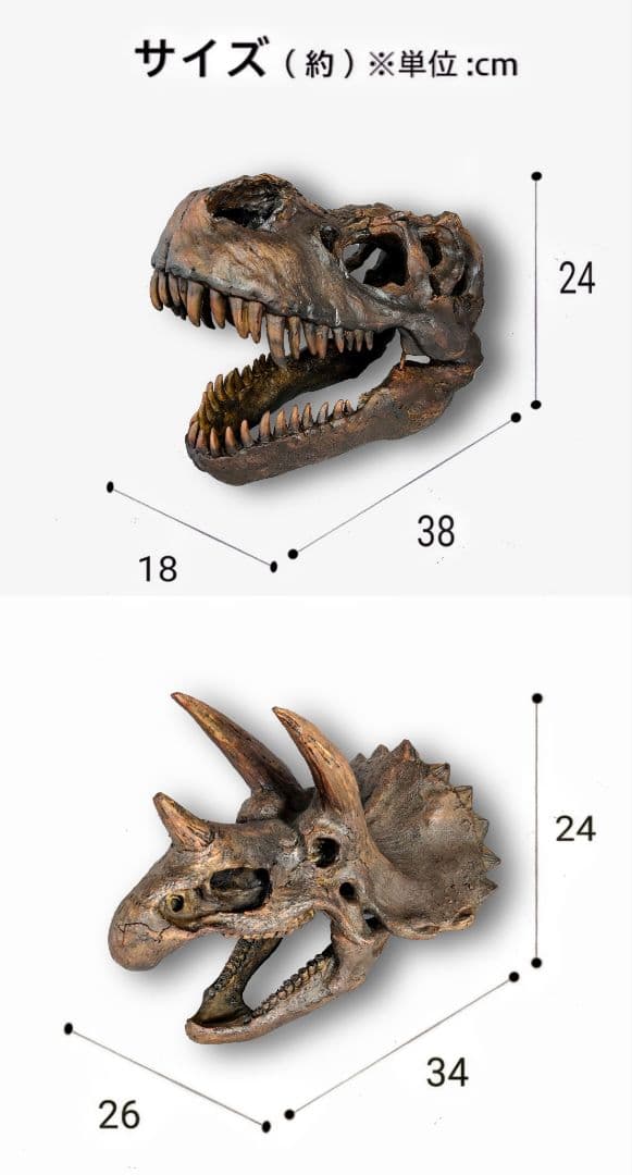 【2個セット】外箱なし ティラノサウルス トリケラトプス 頭骨 化石レプリカ