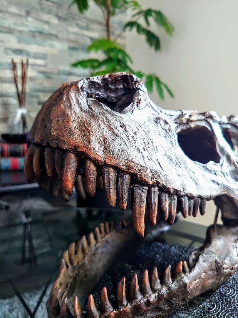 【2個セット】外箱なし ティラノサウルス トリケラトプス 頭骨 化石レプリカ