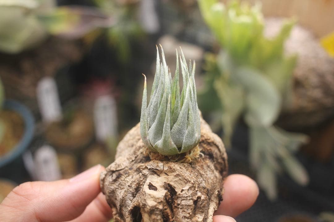 チランジア　カウツキー　Tillandsia Kautskyi