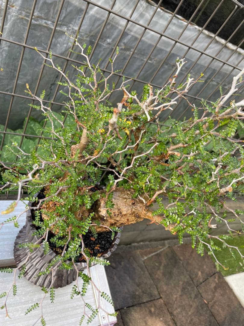 オペルクリカリアパキプスベアルート株二頭