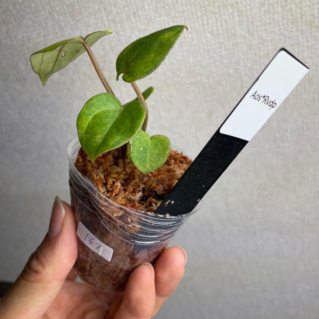 の*ら様 Anthurium AOS✖️RVDP斑入り