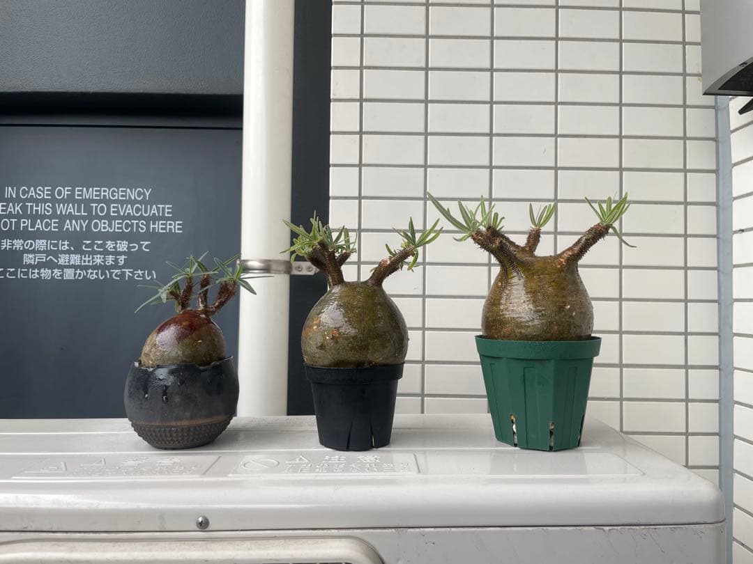 【特選エース株】パキポディウム グラキリス(真ん中のみ)