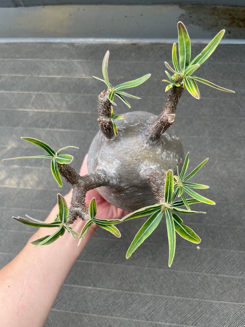 【特選エース株】パキポディウム グラキリス(真ん中のみ)