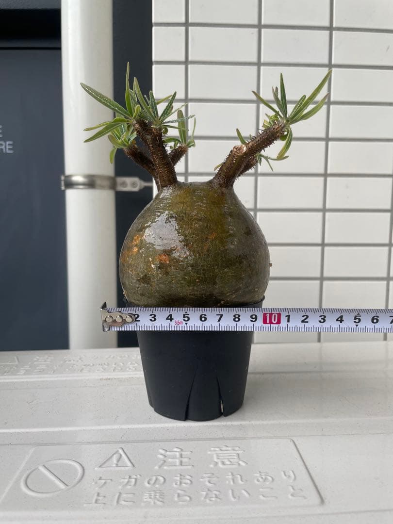 【特選エース株】パキポディウム グラキリス(真ん中のみ)