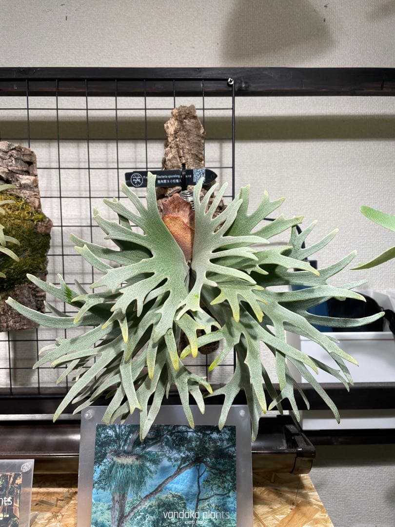 12/1本日のみ45000→40000ビカクシダ　bacteria spore