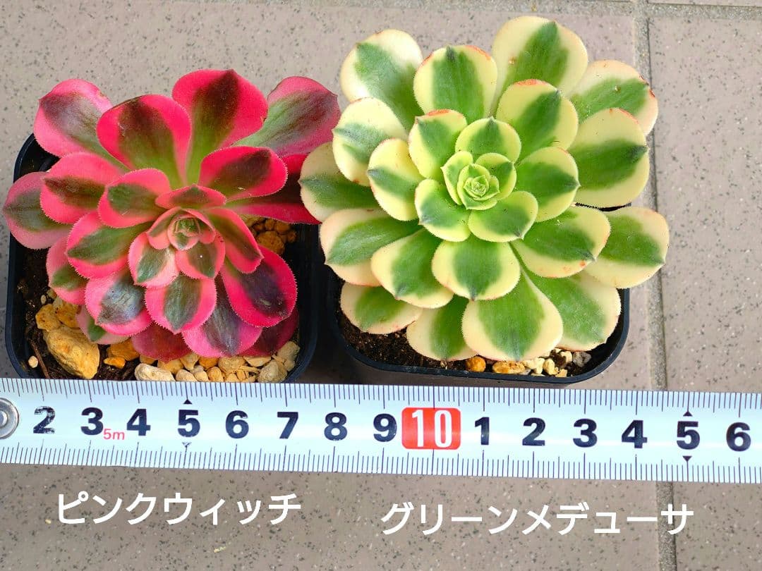 多肉植物アエオニウム