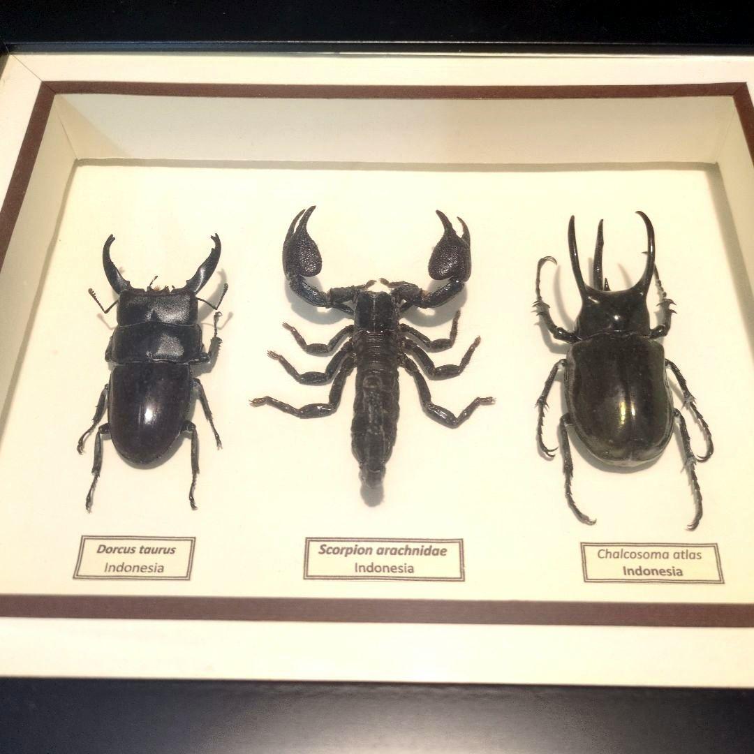 【売り切り特価】額入り昆虫標本 まとめ売り