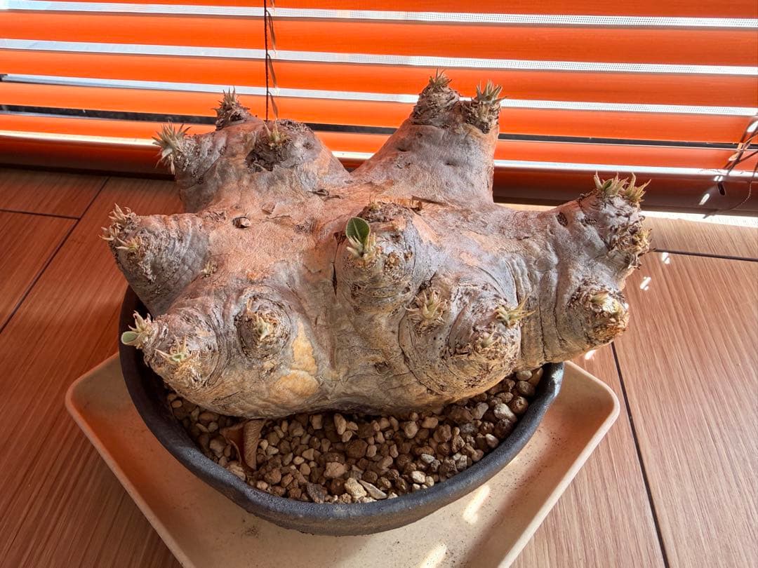 パキポディウム 恵比寿笑い