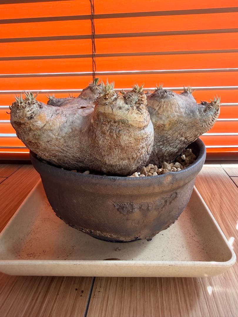 パキポディウム 恵比寿笑い