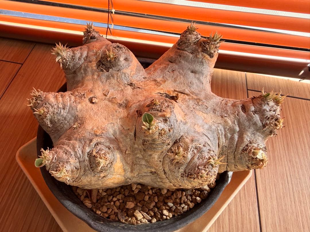 パキポディウム 恵比寿笑い