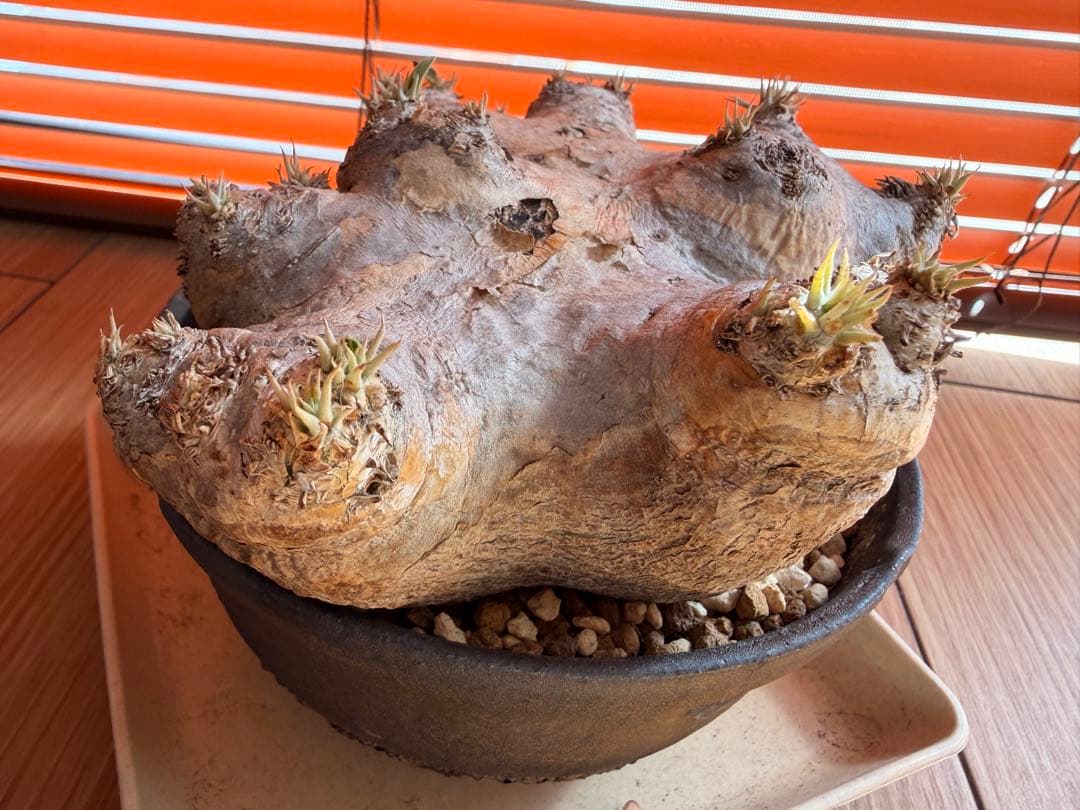 パキポディウム 恵比寿笑い