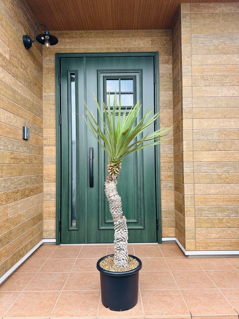 ユッカ　グロリオサ　キミガヨラン　希少　薄葉　ドライガーデン　ガーデニング