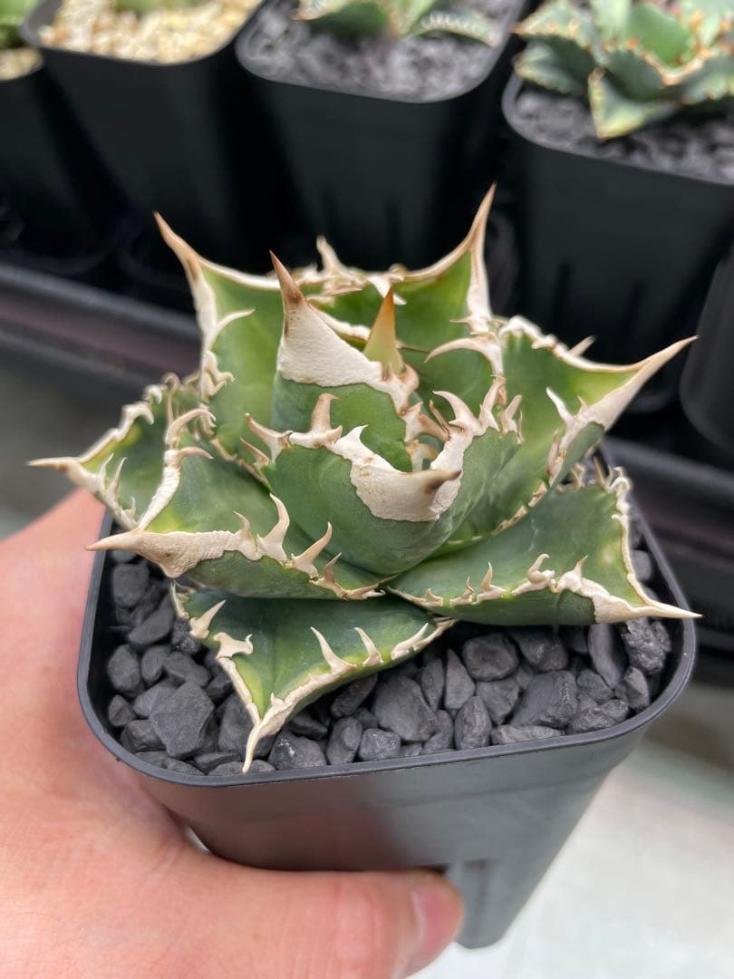 大御所　アガベ　大白鯊　ホオジロザメ　星空