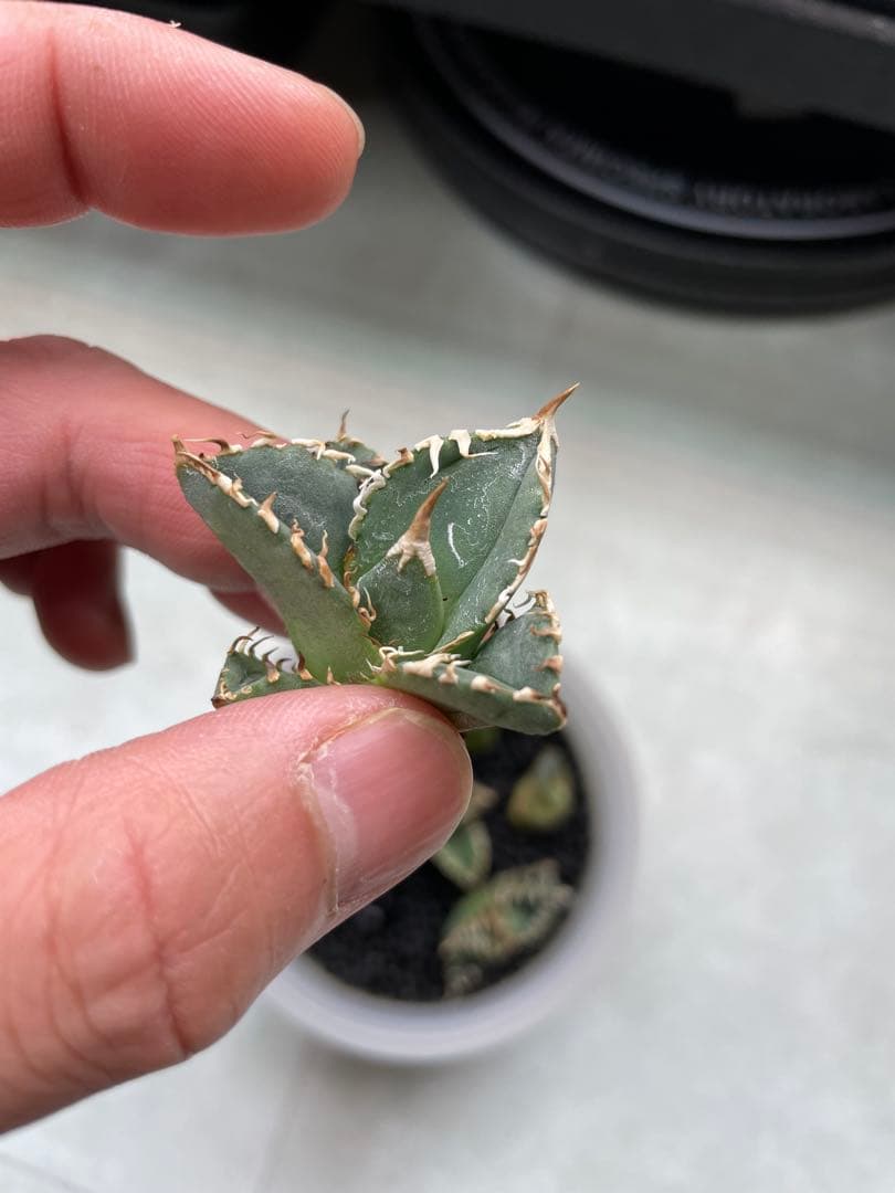 大御所　アガベ　大白鯊　ホオジロザメ　星空