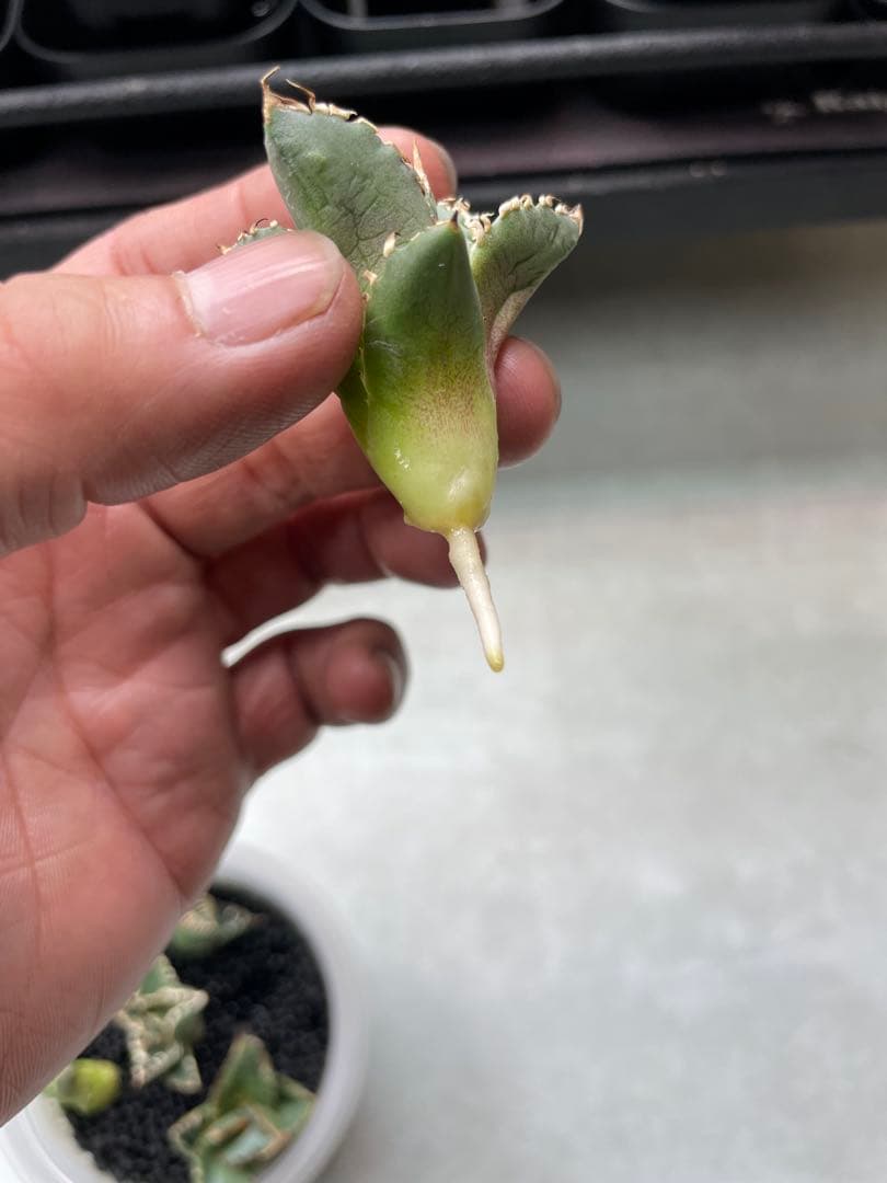 大御所　アガベ　大白鯊　ホオジロザメ　星空