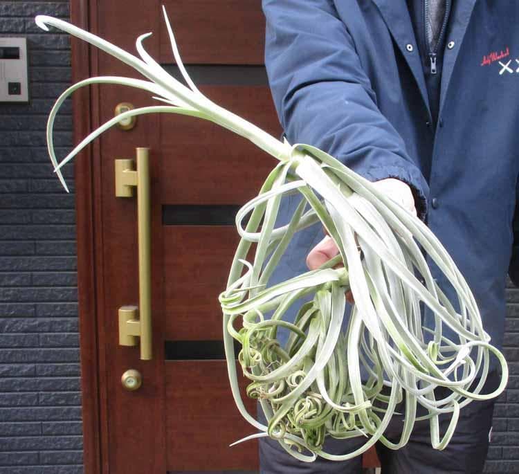 【現品】ティランジア・ドゥラティ（チランジア・ドラティ）SH番