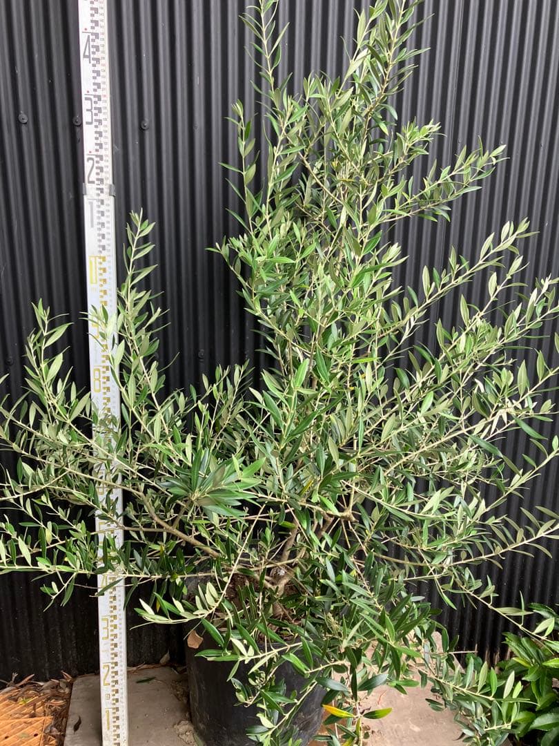 オリーブの木　アルベキナ