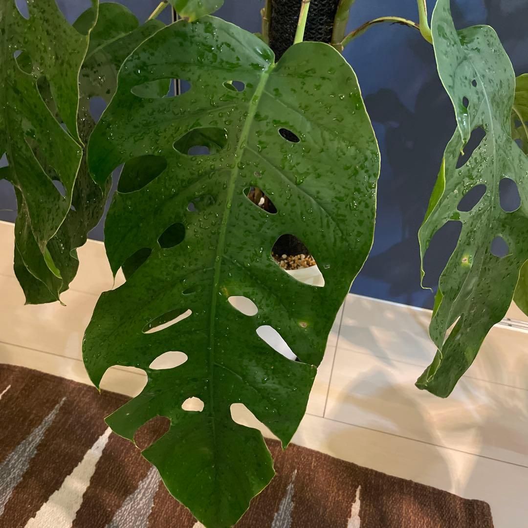 特大 モンステラ デュビア 希少