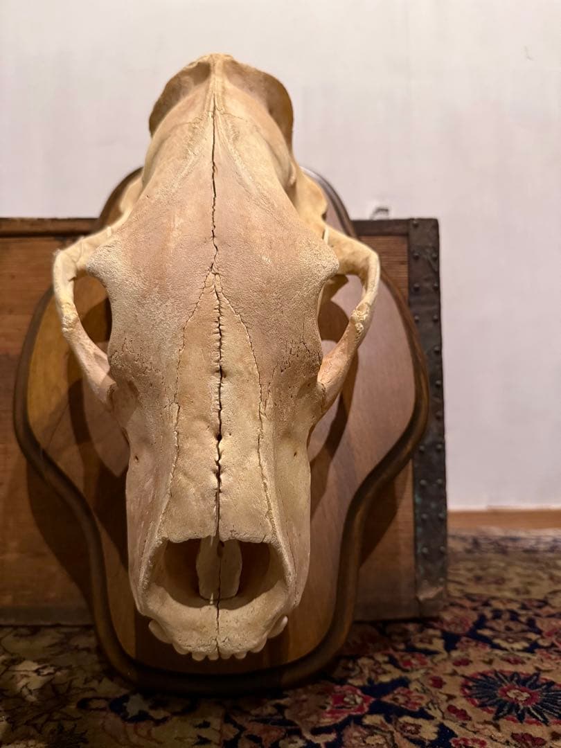 置物 polar bear skull