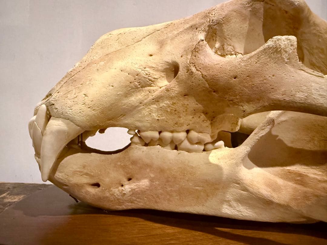 置物 polar bear skull