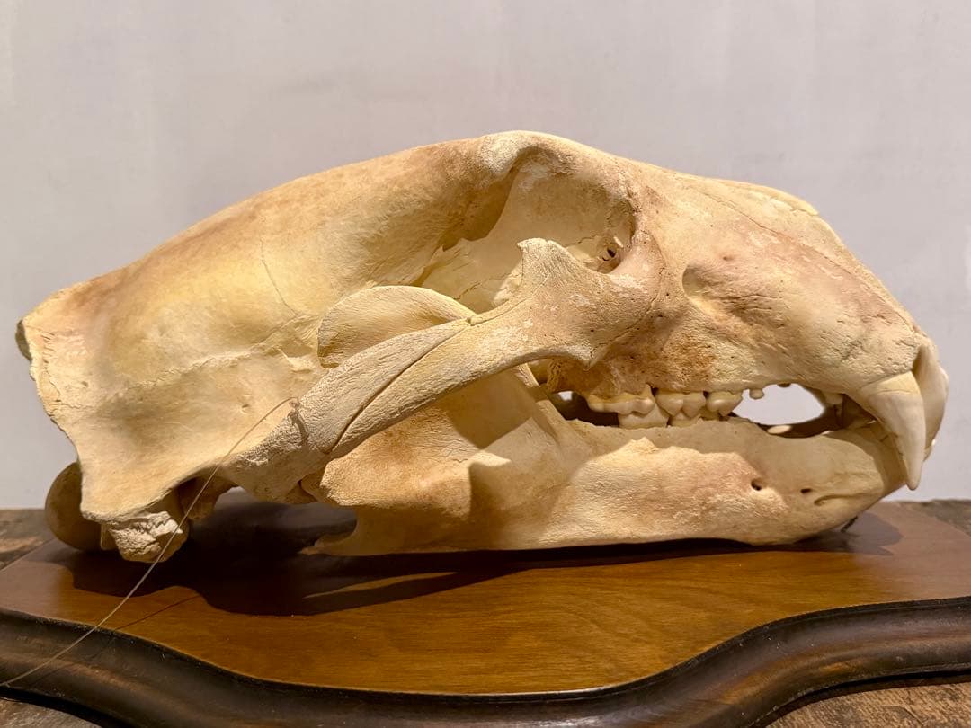置物 polar bear skull