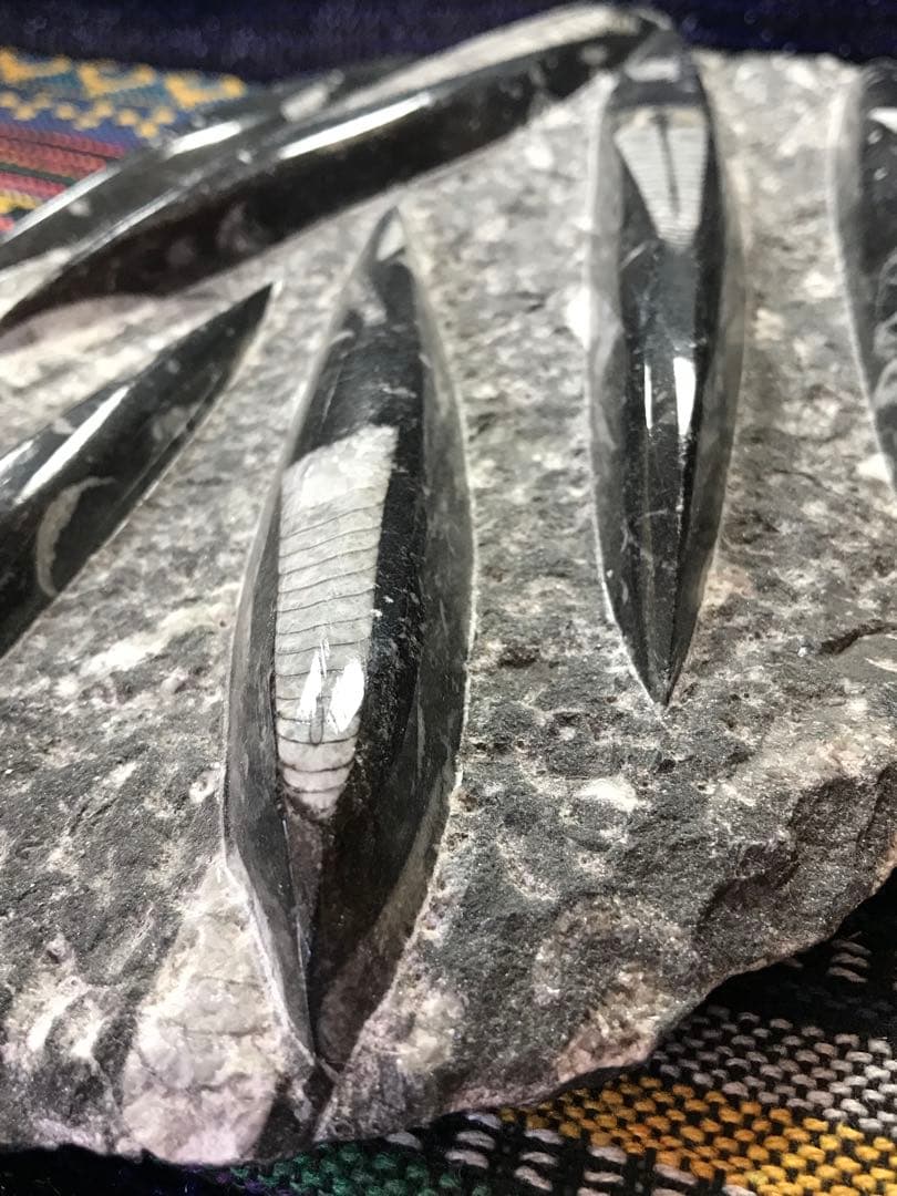 モロッコ産【オルソセラス群/直角貝群】古生代デボン紀/化石[002