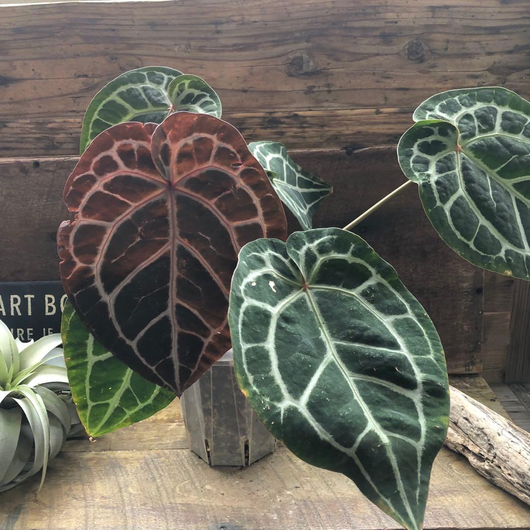 現品♡ ポットごと　アンスリウム ミシェル Anthurium Michelle