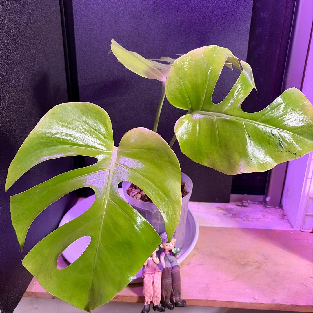 て*ち様 超鮮やか‼️モンステラデリシオーサ　 ライトライム　グリーン斑入り選抜