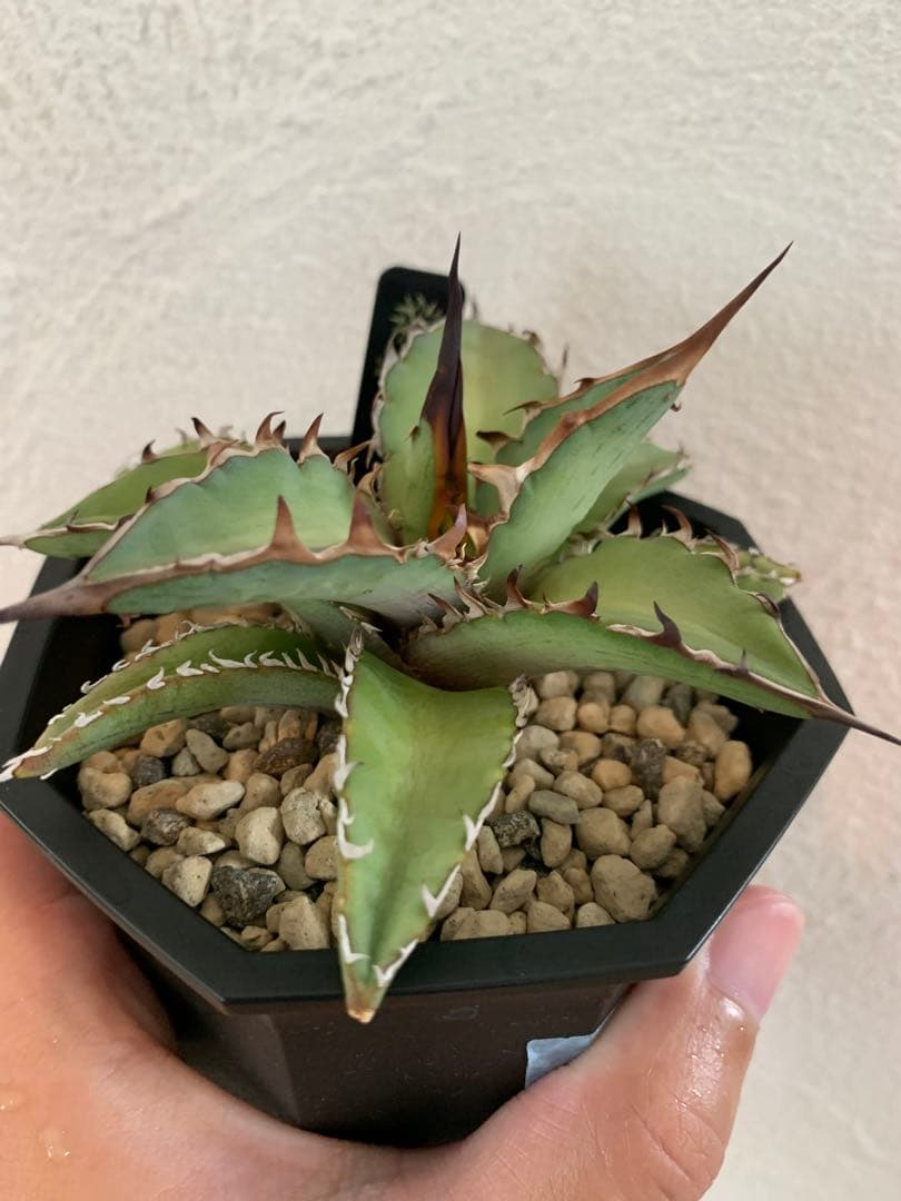 【goodtaniku】GT hybrid キシロ×姫厳竜