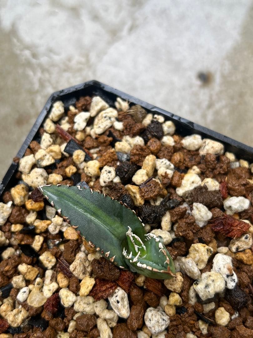 アガベチタノタ　狼人黄中斑　子株