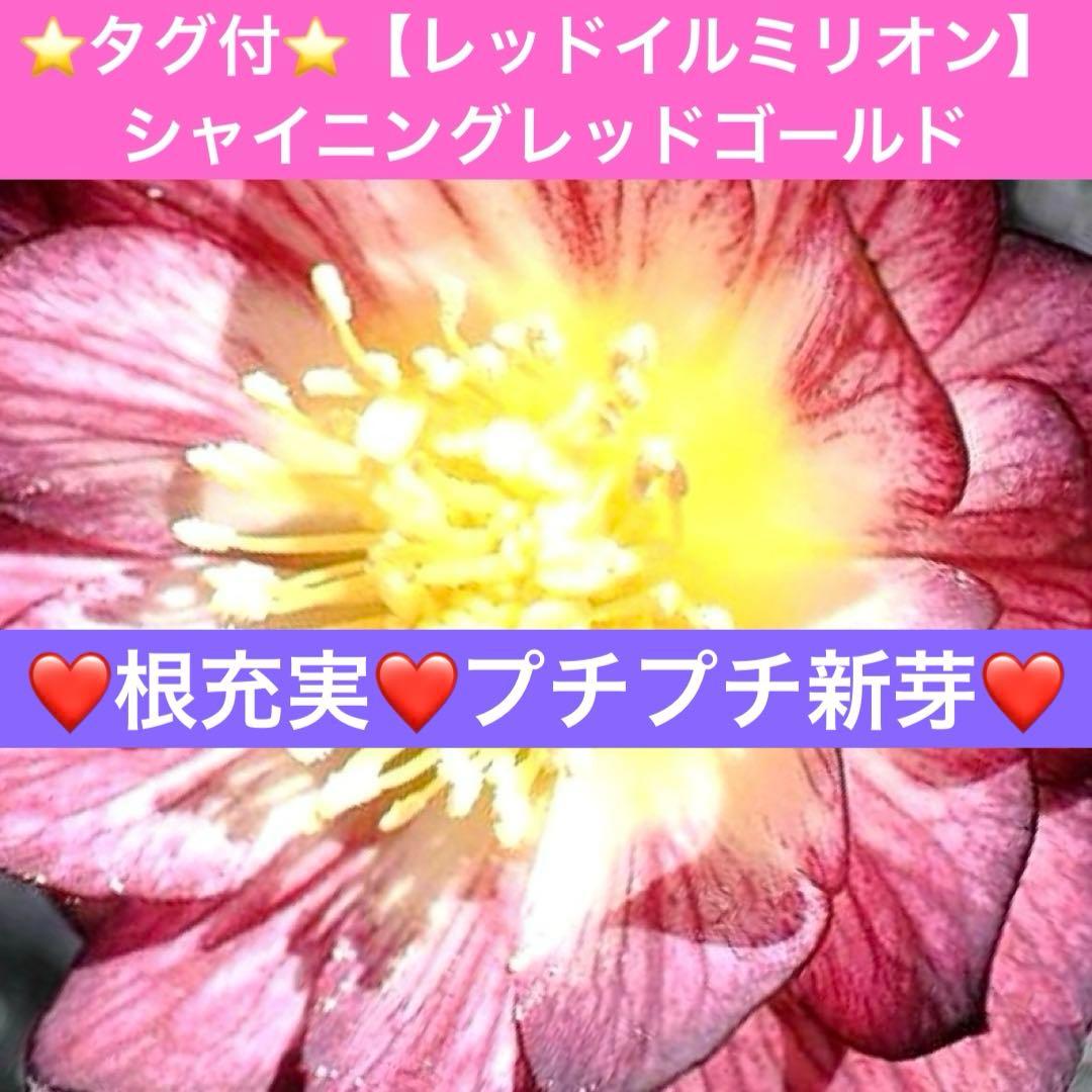 ま*️様 ❤️根充実❤️新芽❤️203タグ付【レッドイルミリオン】シャイニングレ